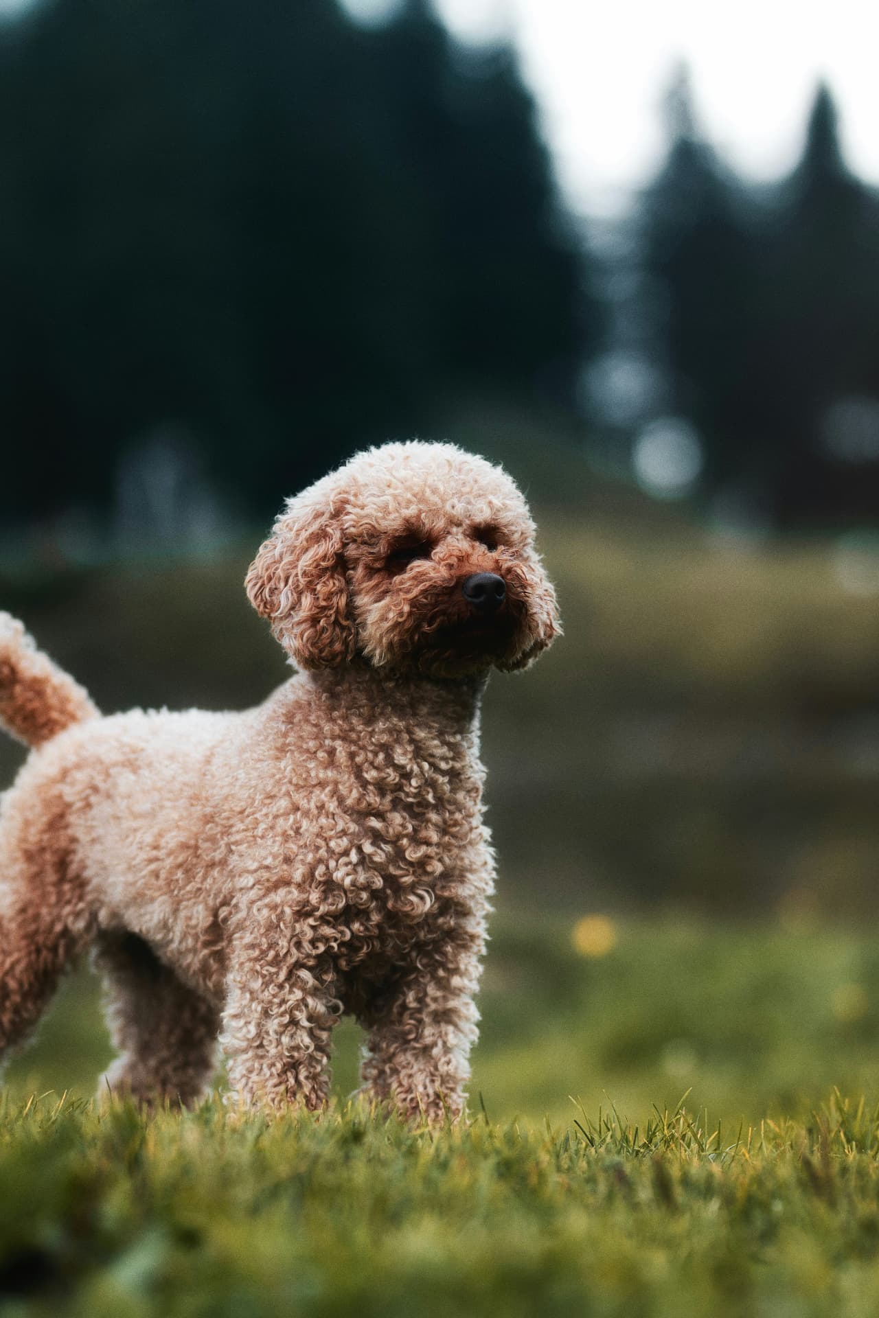 A red Miniature Poodle standing in a mountain meadow — Miniature Poodle, thyroid disease (hypothyroidism) coverage guide