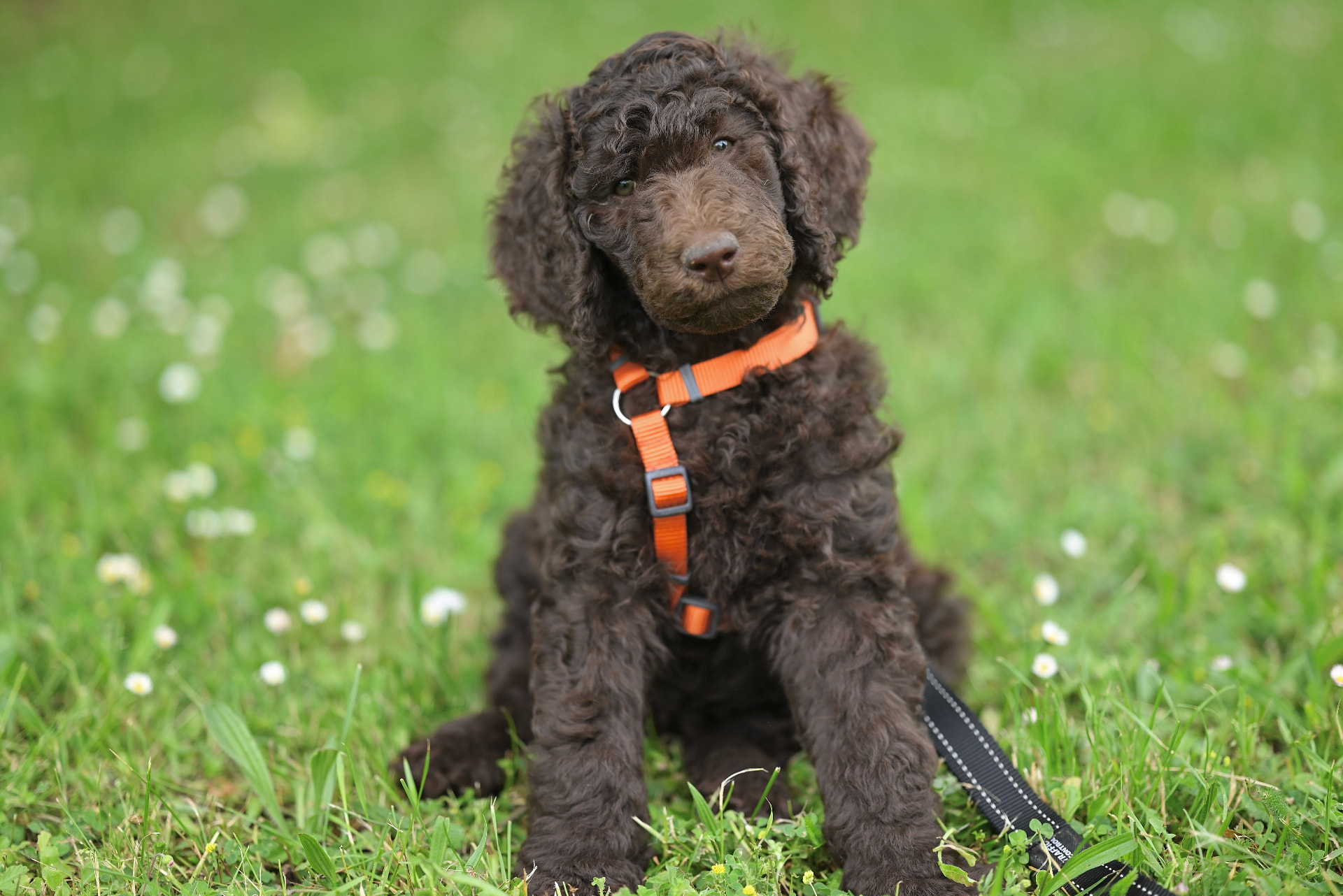 Brown Poodle puppy in an orange harness sitting in a spring meadow