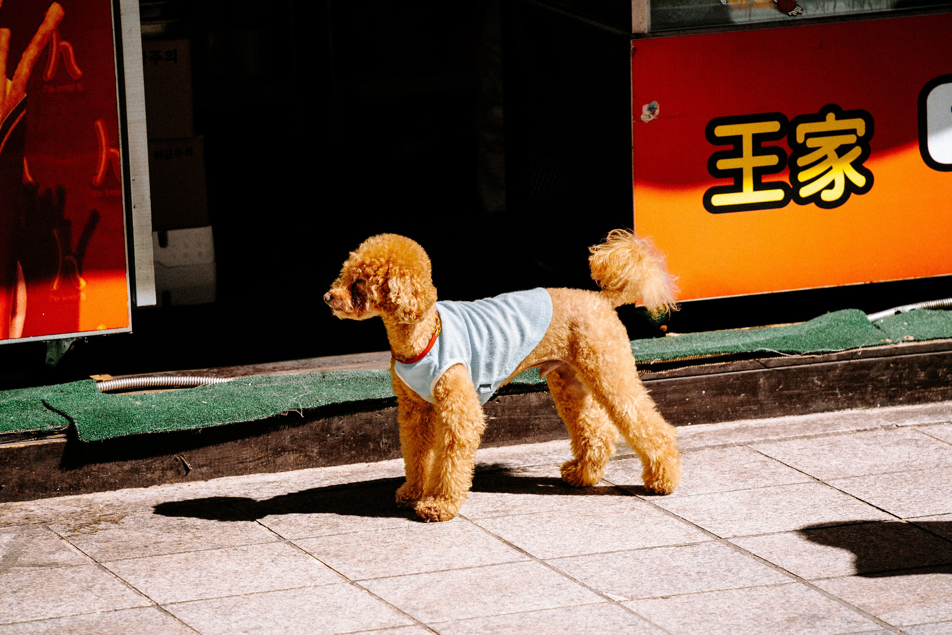 An apricot Toy Poodle in a light sweater walking a city sidewalk — illustrating How Pet Insurance Reimbursement Works for Poodle Owners