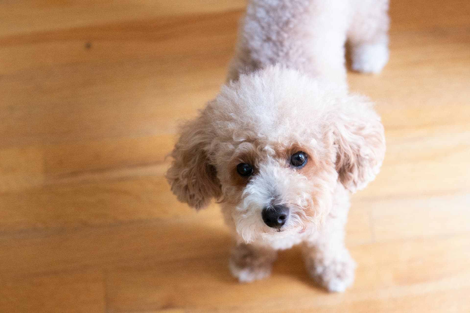 Cream Toy Poodle puppy standing on a hardwood floor looking up at the camera