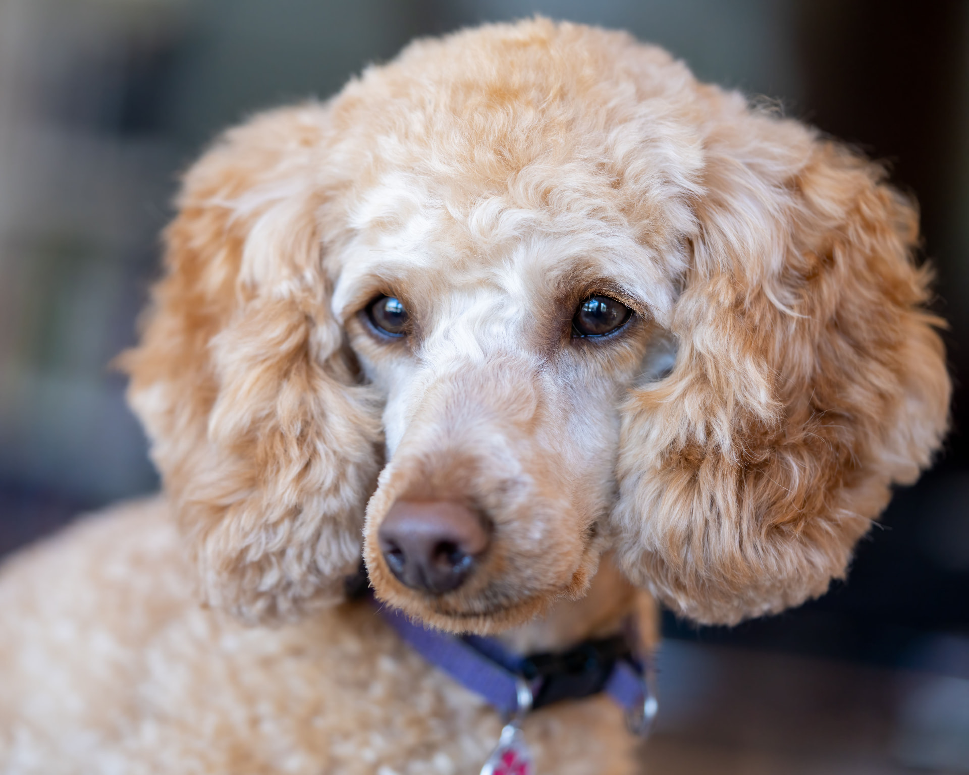 An apricot Standard Poodle tilting its head toward the camera — Standard Poodle photo accompanying When to Get Pet Insurance for Your Poodle Puppy