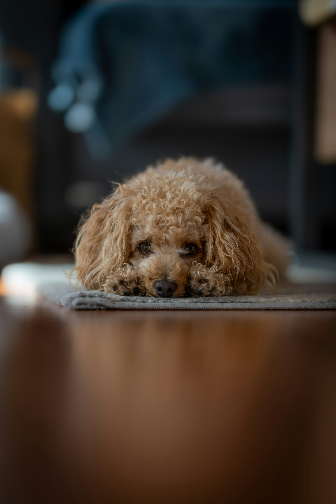 An apricot Poodle resting indoors on a cool floor — Miniature Poodle insurance in Wisconsin (WI)