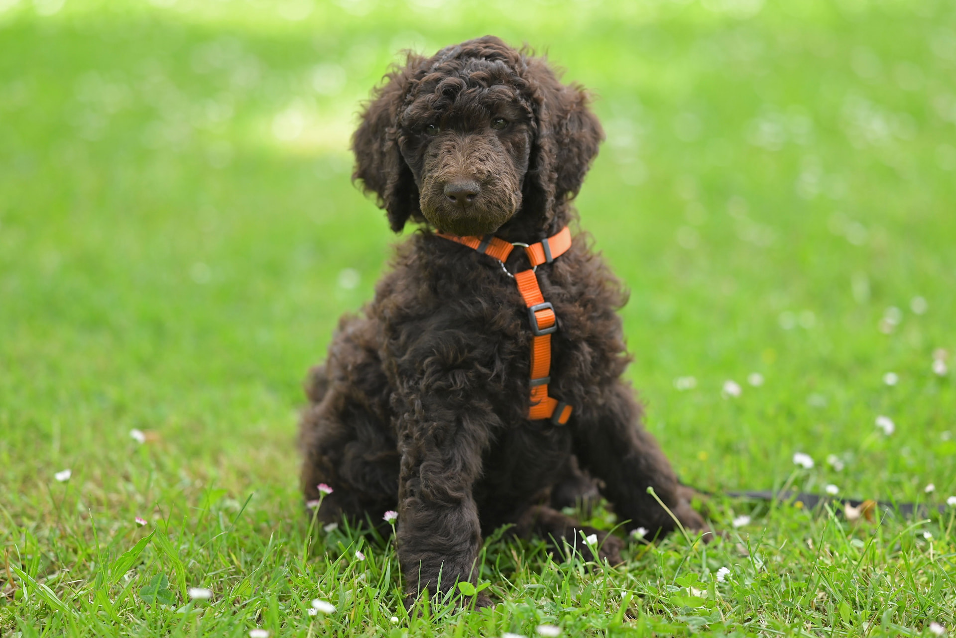 A chocolate Poodle puppy in an orange harness sitting on grass — illustrating How Much Does Pet Insurance Cost for a Poodle? (2026 Data)