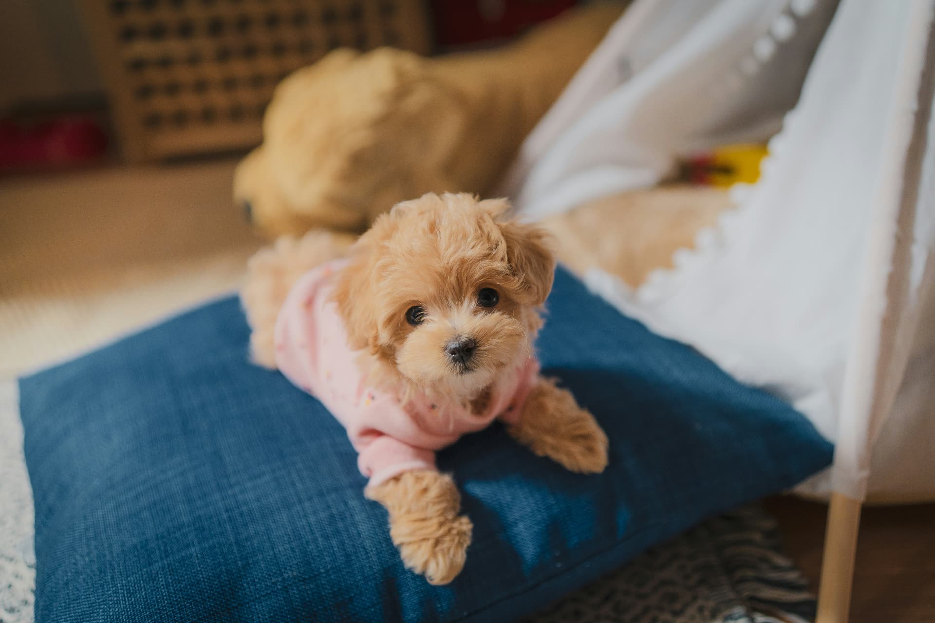 Cream Poodle puppy in a soft sweater resting on a blue cushion